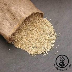 Quinoa (Organic) - Bulk Grains & Foods