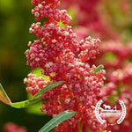 Cherry Vanilla Organic Quinoa Seeds