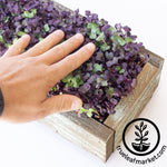 touching barnowood planter kit with grown microgreens close up white background