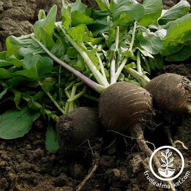 Black Spanish Round Radish