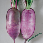 Radish Seeds - Korean - Bora King - Hybrid