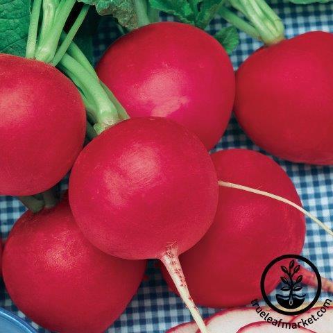 Radish Seeds - Butter Globe