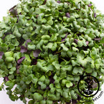 colorful radish microgreens seed mix
