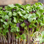 colorful radish microgreens side