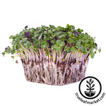 colorful radish microgreens white background