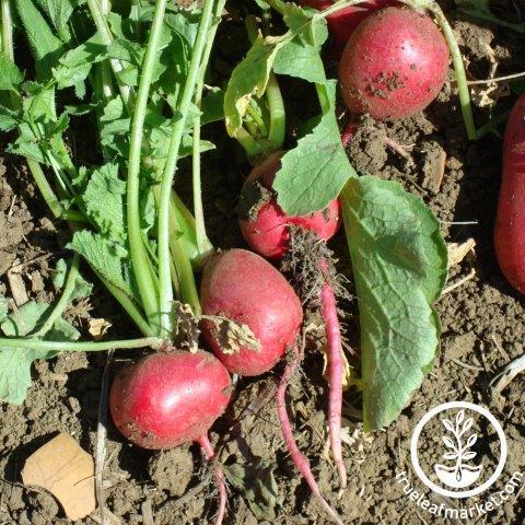 Radish Seeds - Comet