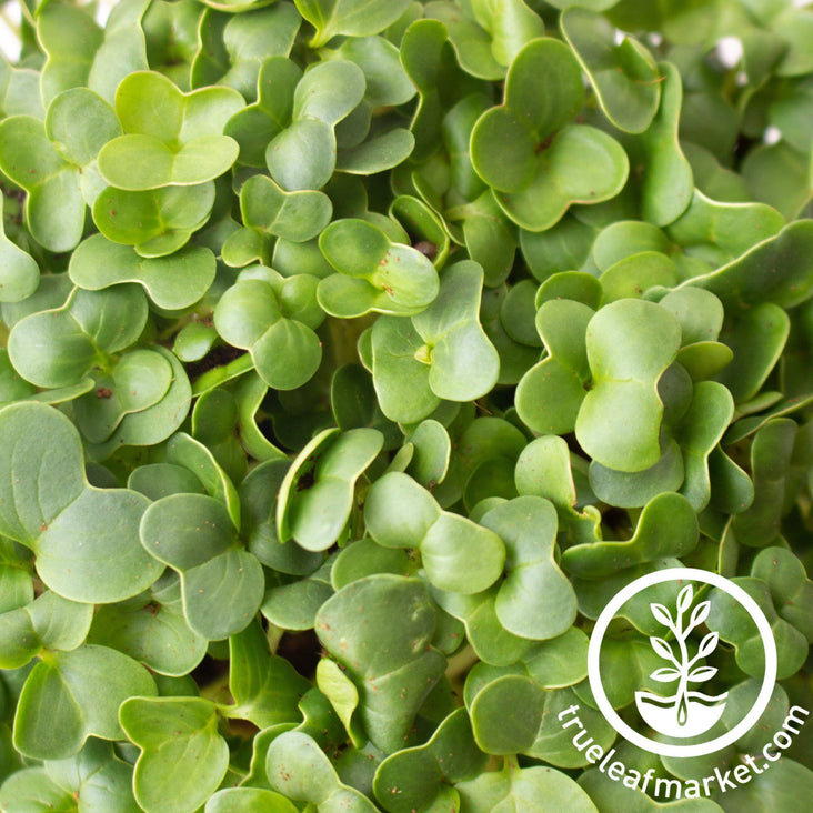 microgreens closeup