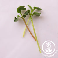 3 radish microgreens