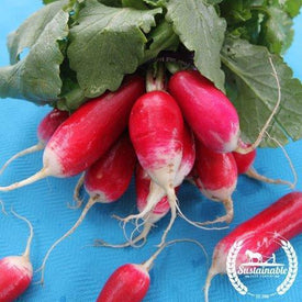 Organic French Breakfast Radish Seeds