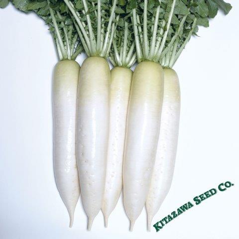 Radish Seeds - Fujikaze - Hybrid