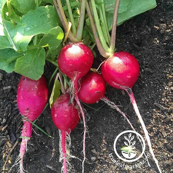 German Giant Radish Seeds - 1 lb Seed Pouch - Heirloom Garden Seeds, Non-GMO - Vegetable Gardening and Micro Radishes