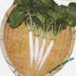 Radish Seeds - Iwai Daikon