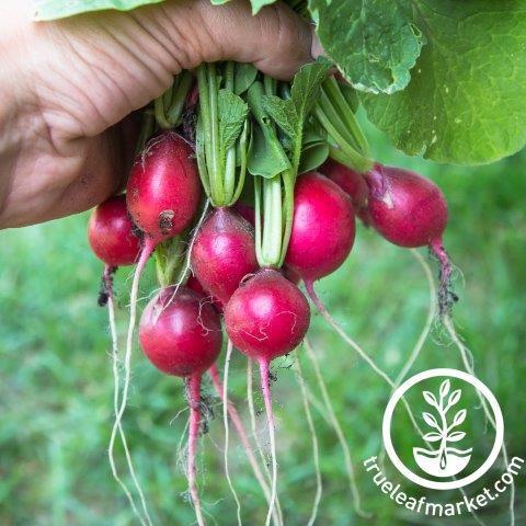 pink beauty radish