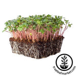 pink beauty radish microgreens white background