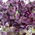 close up purple radish micros