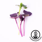 cut purple radish microgreens