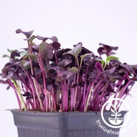 Purple radish Microgreen Seeds