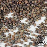 Radish Seeds - Rambo Microgreens seeds Close Up