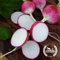 Organic Sparkler White Top Radish Seeds