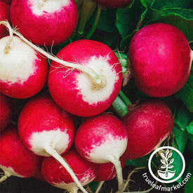 Radish Seeds - Sparkler