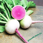 Radish Seeds - Chinese - Starburst - Hybrid