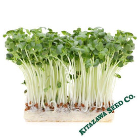 Radish Seeds, White Stem