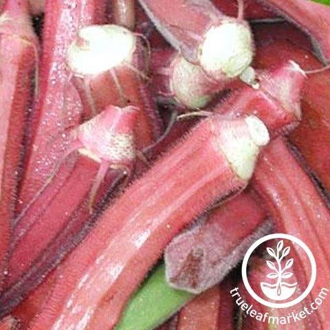 Red Burgundy Okra Seeds - Non-GMO