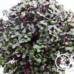 close up red cabbage micro greens