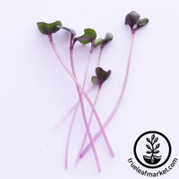 cut red cabbage microgreens