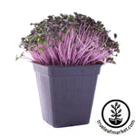 red cabbage microgreens white background