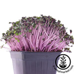 red cabbage microgreens