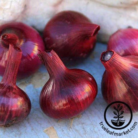 Red Cipollini Onion Seeds - Non-GMO