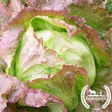 Organic Red Iceberg Lettuce Seeds