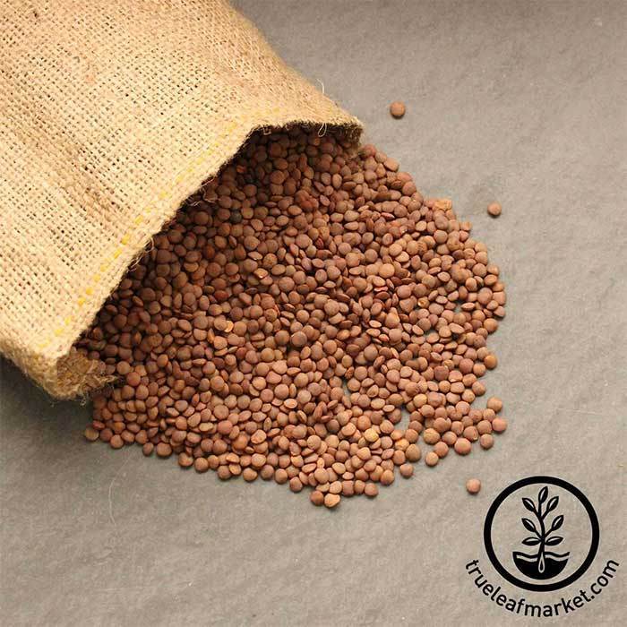 Red Lentils (Organic) - Bulk Grains & Foods