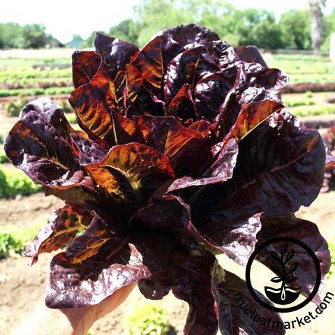 Red Romaine Lettuce Seeds - Non-GMO