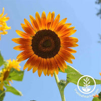 Red Sun Sunflower