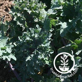 Red Ursa Kale Seeds