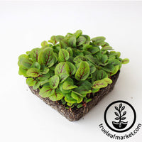 red veined sorrel microgreen white background