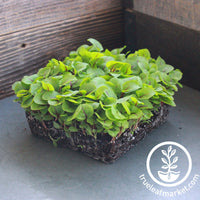 red veined sorrel microgreens