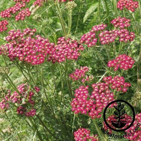 Red Yarrow Flower Seeds