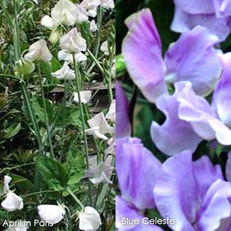 Renees Irresistible Scented Sweet Peas Collection Pea Garden Seeds