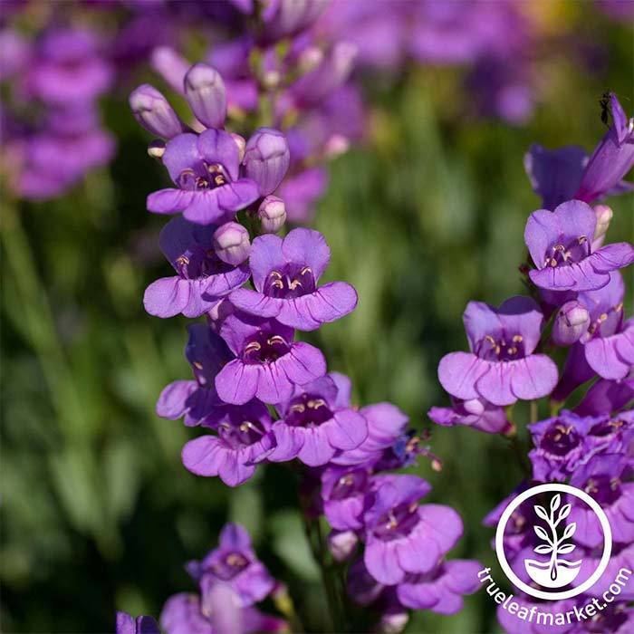 rocky mountain penstemon