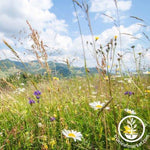 rocky mountain wildflower mix grown