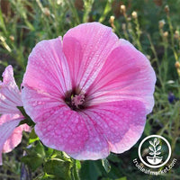 Rose Mallow Flower Seeds