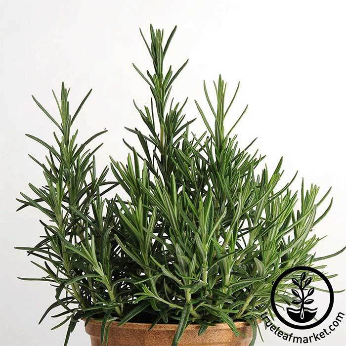 Rosemary Herb Seed