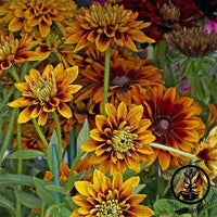 Rudbeckia Cherokee Sunset Seed