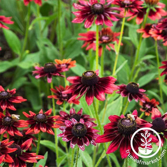 rudbeckia cherry brandy