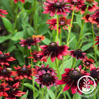 Rudbeckia Cherry Brandy Seed