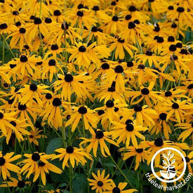 Rudbeckia Goldilocks Seeds