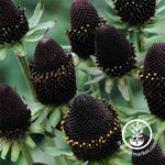 Rudbeckia Green Wizard Seeds